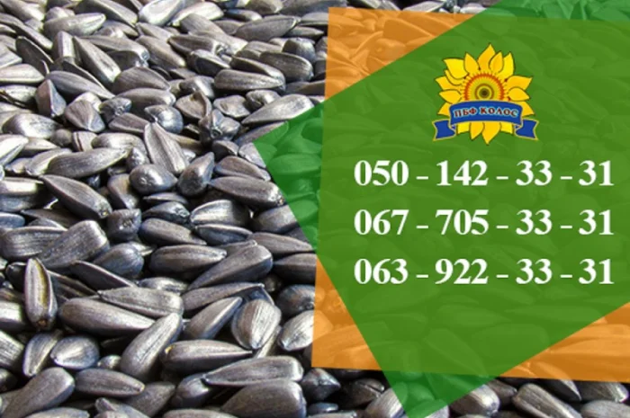 Семена подсолнечника / Сертифіковане насіння соняшника- фото № 1
