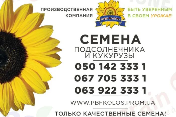 Якісне насіння від виробника ПБФ «Колос»- фото № 1