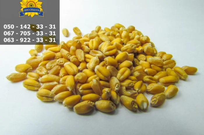 Якісне насіння від виробника ПБФ «Колос»- фото № 5