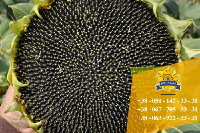 Якісне насіння від виробника ПБФ «Колос»- фото № 6