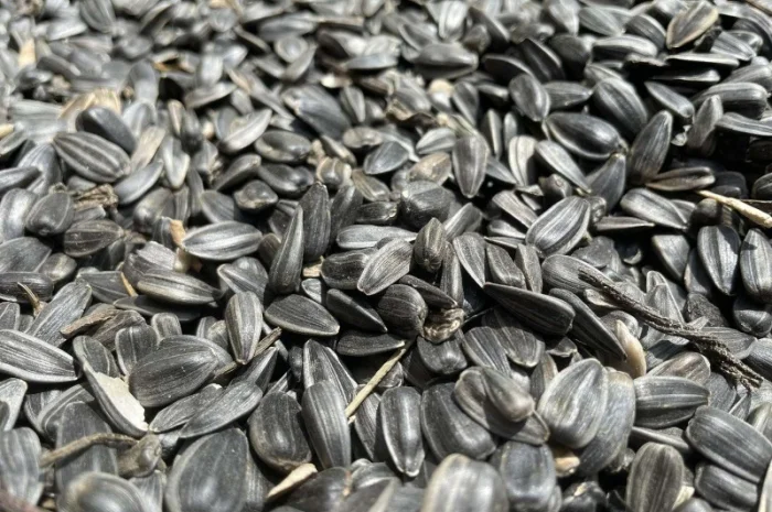 Кондитерський соняшник Лакомка- фото № 1