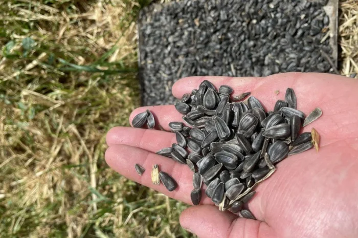 Кондитерський соняшник Лакомка- фото № 2