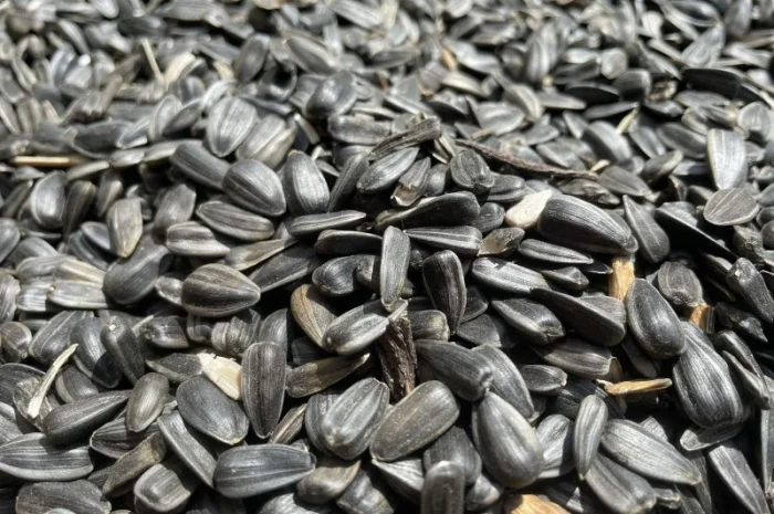 Кондитерський соняшник Лакомка- фото № 3