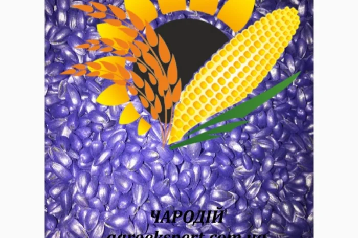 Соняшник ЧАРОДІЙ- фото № 2