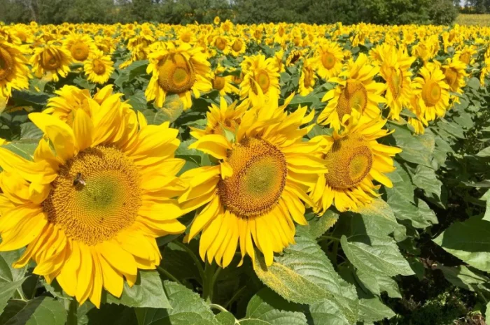 Соняшник ЧАРОДІЙ- фото № 3