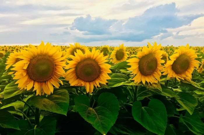 Соняшник ЧАРОДІЙ- фото № 4