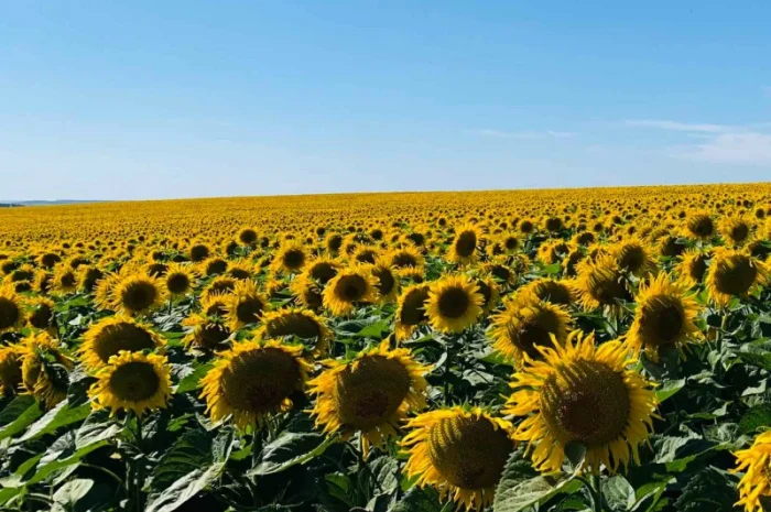 Гібрид соняшника Гусляр- фото № 4