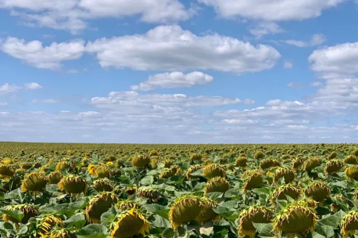 Гібрид соняшника Гусляр- фото № 5