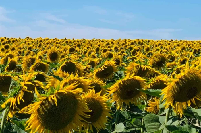 Гібрид соняшника Гусляр- фото № 6