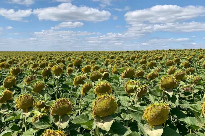 Гібрид соняшника Гусляр- фото № 7