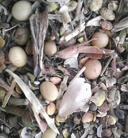 Закупка отходов подсолнуха- фото № 1