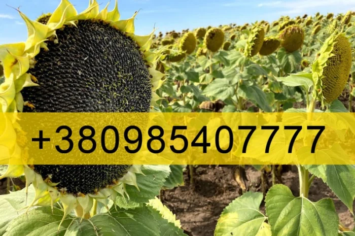 Купую Соняшник- фото № 1