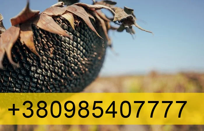 Купую Соняшник 2023- фото № 1