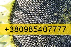 Купую Соняшник врожай 2023 року- фото № 1