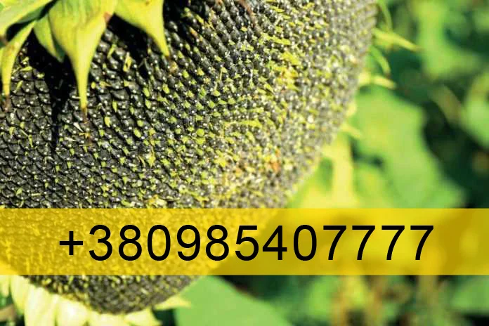 Купую Соняшник врожай 2023- фото № 1