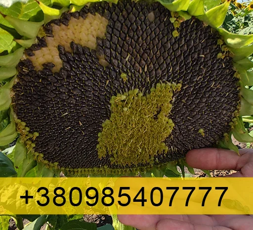 Купую Соняшник 2023 року врожай- фото № 1