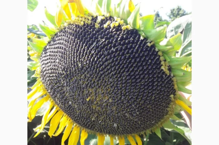 Семена подсолнечника Бенето F1 от Производителя- фото № 3