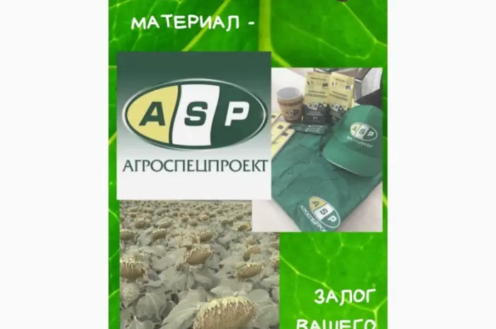 Семена соняшника Бенето F1 від виробника- фото № 4