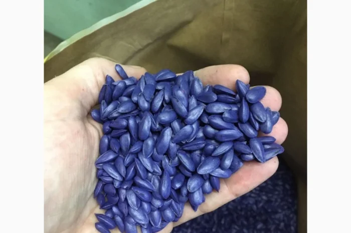 Семена подсолнечника Лейла F1 от Производителя- фото № 2