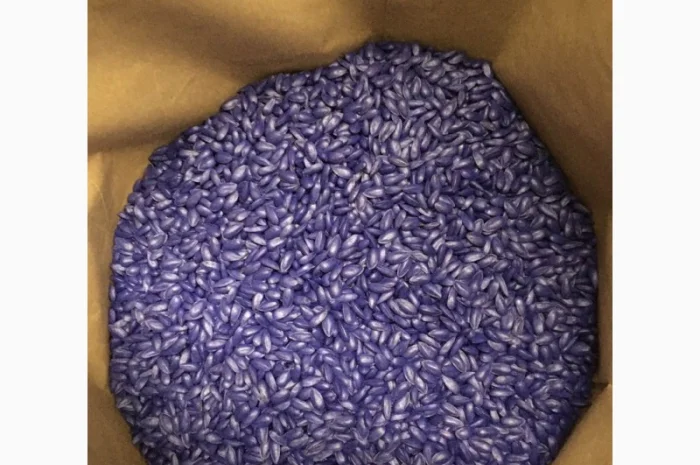 Семена подсолнечника Лейла F1 от Производителя- фото № 3