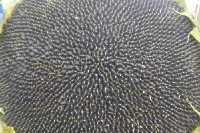 Семена подсолнечника Лейла F1 от Производителя- фото № 4