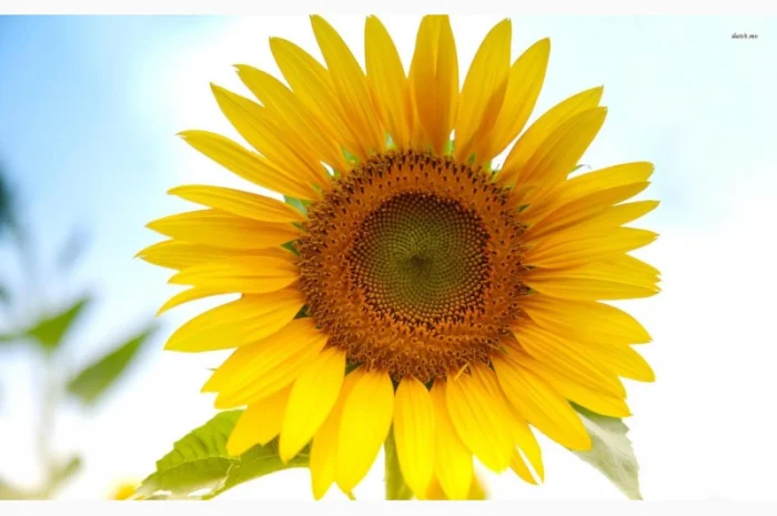 Продаєм насіння гібридів соняшнику Гуляр- фото № 1