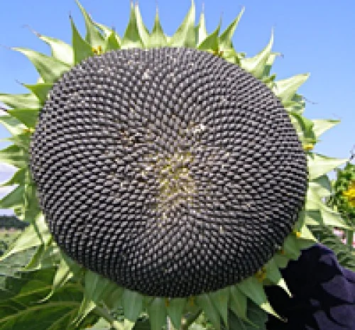 Кондитерські сорти соняшника, насіння, 1р. СПК, Лакомка, Люкс, Добриня, та ін- фото № 1