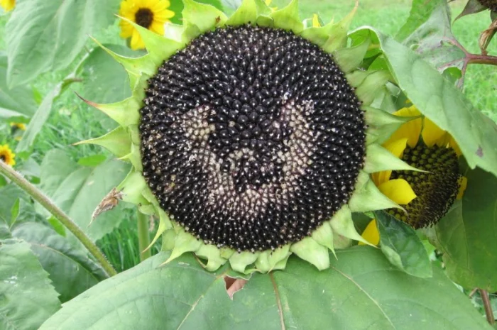 Насіння соняшника Казачій ультраранній СН1- фото № 1