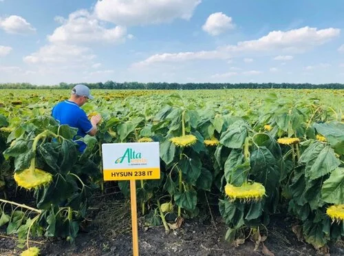 Подсолнечник Хайсан 238 IT Cruiser, лидер по урожайности- фото № 1