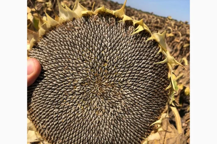 Подсолнечник Хайсан 238 IT Cruiser, лидер по урожайности- фото № 2