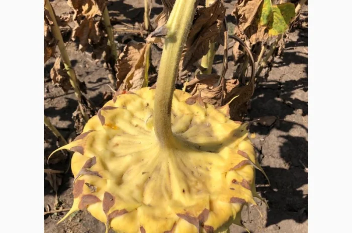 Подсолнечник Хайсан 238 IT Cruiser, лидер по урожайности- фото № 3