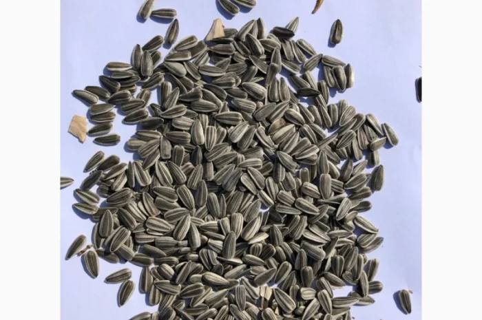 Подсолнечник Хайсан 238 IT Cruiser, лидер по урожайности- фото № 4