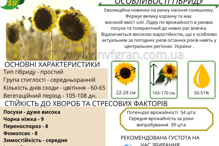 Акція !!! Насіння соняшника толерантний до гранстару- фото № 2