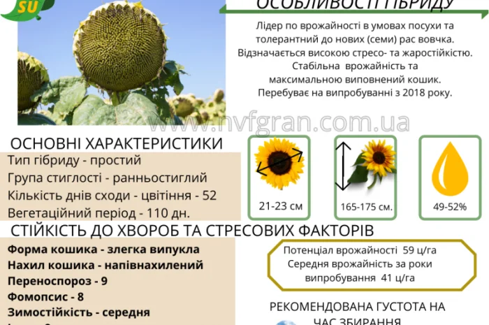 Акція !!! Насіння соняшника толерантний до гранстару- фото № 3