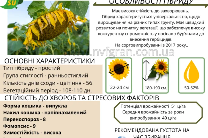 Акція !!! Насіння соняшника толерантний до гранстару- фото № 4