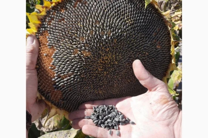 Насіння від виробника IMI, SU, Класичні нібриди соняшника та кукурудзи ФАО від 200 до 400- фото № 2