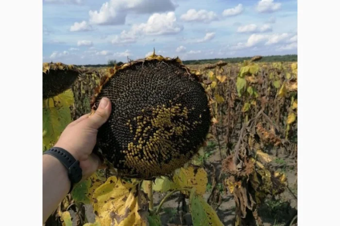 Продам насіння соняшника під Гранстар (50г/га)- фото № 1