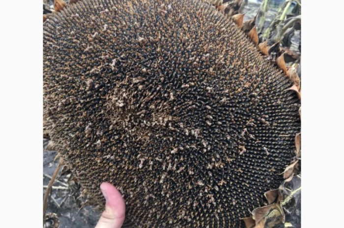 Продам насіння соняшника під Гранстар (50г/га)- фото № 3