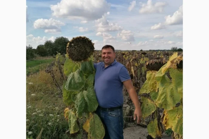 Продам насіння соняшника під Гранстар (50г/га)- фото № 4