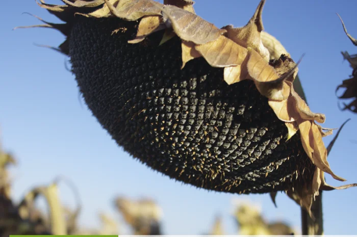 Насіння соняшника гібрид - Євро (clearfield) 100-105 днів- фото № 1