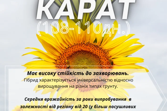 Насіння соняшника гібрид Карат(SU)- стійкий до вилягання та посухи- фото № 1
