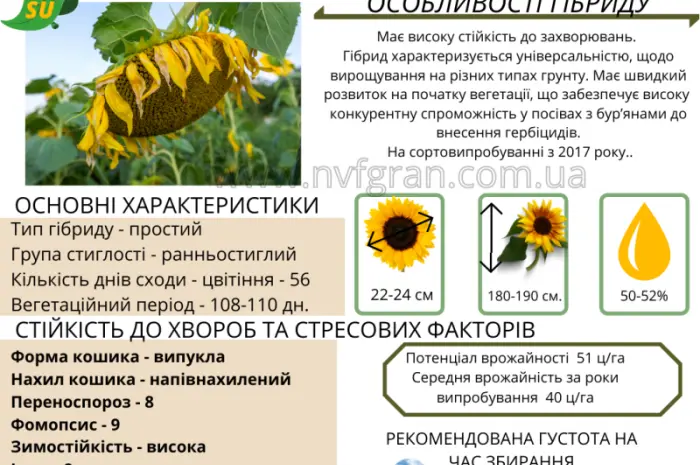 Насіння соняшника гібрид Карат(SU)- стійкий до вилягання та посухи- фото № 2