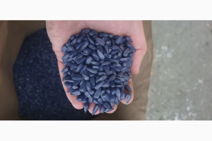 Насіння соняшника гібрид Карат(SU)- стійкий до вилягання та посухи- фото № 4