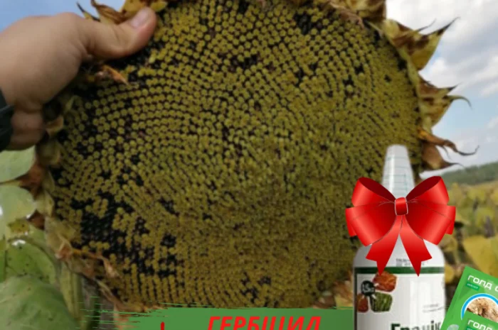 Новинки !!! Насіння соняшника гібрид -Урбан OR7+ під гранстар- фото № 1