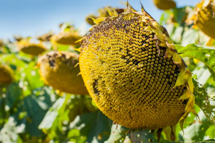 Новинки !!! Насіння соняшника гібрид -Урбан OR7+ під гранстар- фото № 3