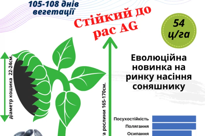 Новинка!!! Насіння Соняшника Гібрид - УРБАН OR7 (SU)- фото № 2