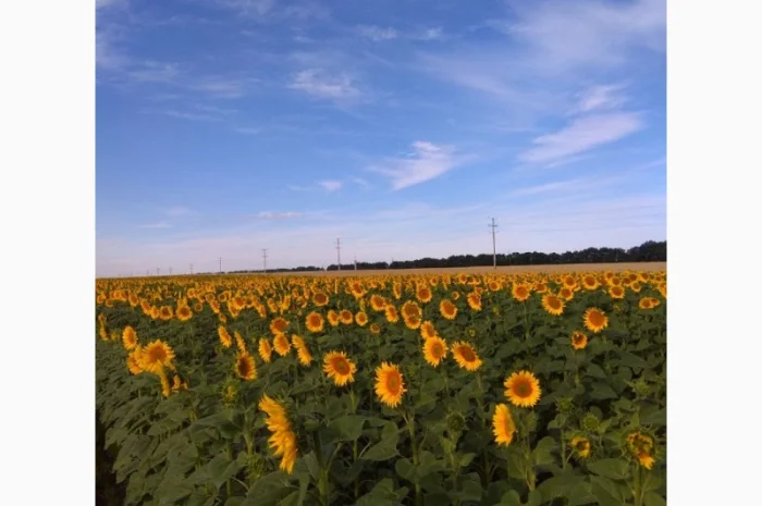 Новинка!!! Насіння Соняшника Гібрид - УРБАН OR7 (SU)- фото № 3