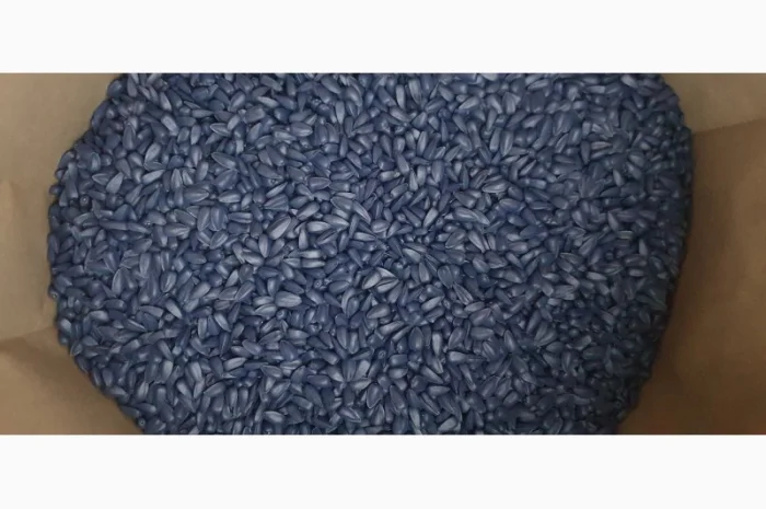 Високоурожайний гібрид соняшника "НЕЙМАР ПЛЮС OR7", висока стійкість до вовчка- фото № 1