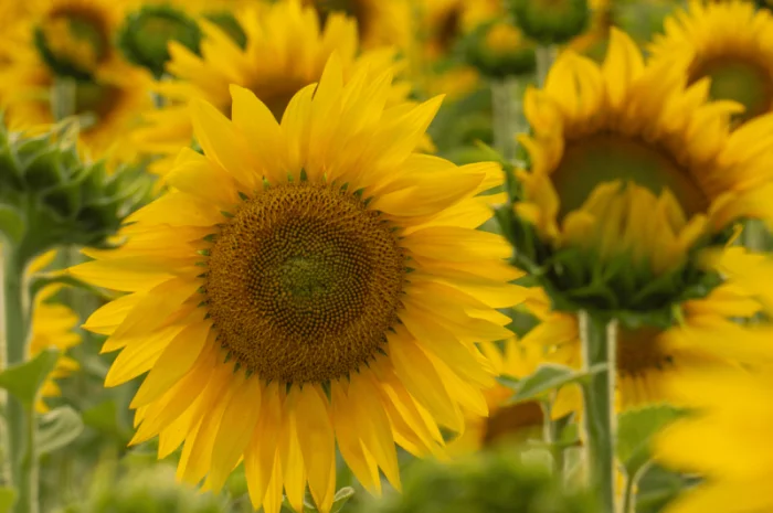 Урбан OR7+ (105-110 дн.) під гранстар 50 гр/га- фото № 2