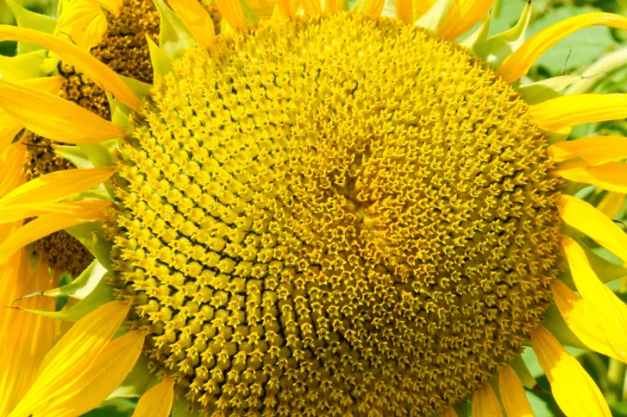 Урбан OR7+ (105-110 дн.) під гранстар 50 гр/га- фото № 3